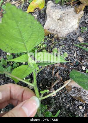 Westindische Holznessel (Laportea aestuans) Stockfoto
