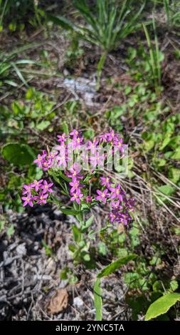 Schlanke Zentaury (Centaurium tenuiflorum) Stockfoto