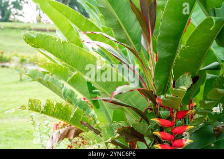 Heliconia psittacorum oder Papageischnabel, die hängende Hummerkralle oder der falsche Paradiesvogel. Sie wird oft als tropische Zierpflanze angebaut. Stockfoto