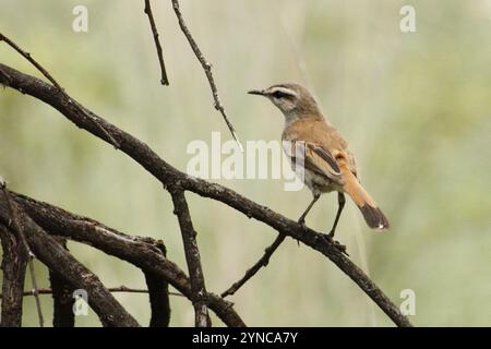Kalahari Scrub-Robin (Cercotrichas paena) Stockfoto