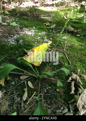 Amerikanische Kochbanane (Plantago rugelii) Stockfoto