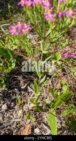 Schlanke Zentaury (Centaurium tenuiflorum) Stockfoto