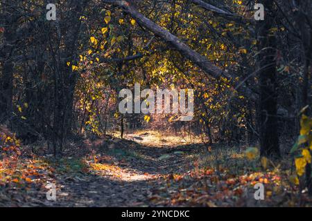 Entdecken Sie einen wunderschönen, ruhigen Herbstweg mit lebendigem Laub und sanftem Sonnenlicht, das sanft durch die Bäume filtert, einlädt, Ruhe und Erkundung der Natur einlädt Stockfoto