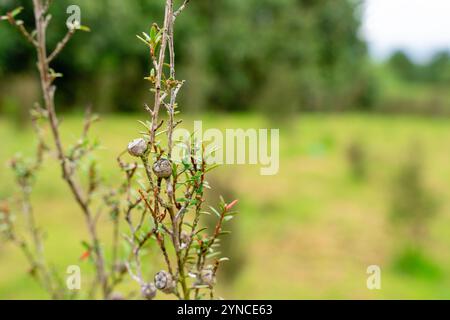 Leptospermum scoparium, auch manuka genannt, ist eine blühende Pflanzenart aus der myrtle-Familie Myrtaceae, die im Südosten Australiens und Neuen beheimatet ist Stockfoto