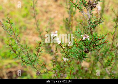 Leptospermum scoparium, auch manuka genannt, ist eine blühende Pflanzenart aus der myrtle-Familie Myrtaceae, die im Südosten Australiens und Neuen beheimatet ist Stockfoto