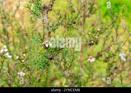 Leptospermum scoparium, auch manuka genannt, ist eine blühende Pflanzenart aus der myrtle-Familie Myrtaceae, die im Südosten Australiens und Neuen beheimatet ist Stockfoto