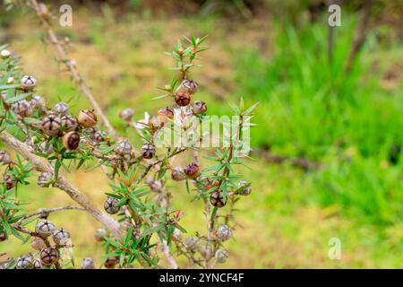 Leptospermum scoparium, auch manuka genannt, ist eine blühende Pflanzenart aus der myrtle-Familie Myrtaceae, die im Südosten Australiens und Neuen beheimatet ist Stockfoto