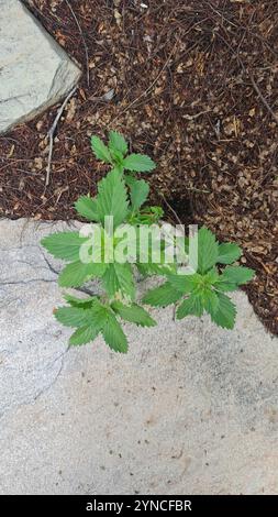 Kubanische Butterblume (Turnera subulata) Stockfoto