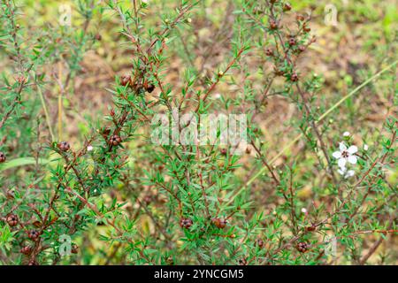 Leptospermum scoparium, auch manuka genannt, ist eine blühende Pflanzenart aus der myrtle-Familie Myrtaceae, die im Südosten Australiens und Neuen beheimatet ist Stockfoto