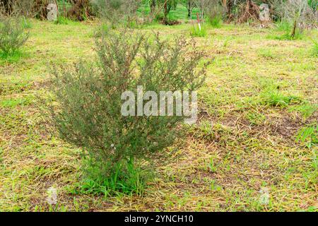 Leptospermum scoparium, auch manuka genannt, ist eine blühende Pflanzenart aus der myrtle-Familie Myrtaceae, die im Südosten Australiens und Neuen beheimatet ist Stockfoto