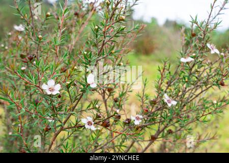 Leptospermum scoparium, auch manuka genannt, ist eine blühende Pflanzenart aus der myrtle-Familie Myrtaceae, die im Südosten Australiens und Neuen beheimatet ist Stockfoto