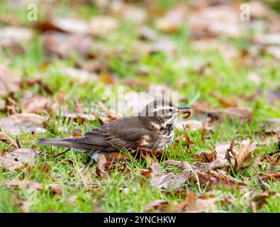 Ein Rotflügel, Turdus iliacus mit einem Wurm in Ambleside, Lake District, Großbritannien. Stockfoto