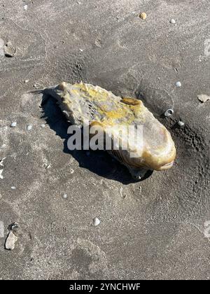 Gestreifter Burrfisch (Chilomycterus schoepfii) Stockfoto