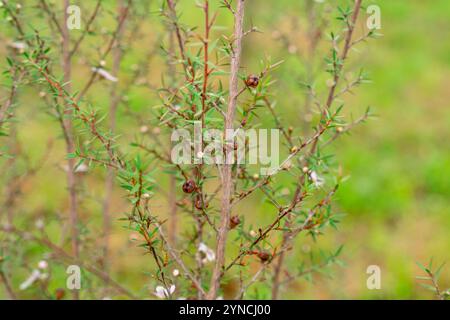 Leptospermum scoparium, auch manuka genannt, ist eine blühende Pflanzenart aus der myrtle-Familie Myrtaceae, die im Südosten Australiens und Neuen beheimatet ist Stockfoto