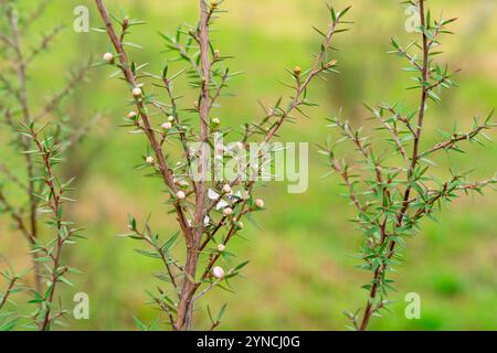 Leptospermum scoparium, auch manuka genannt, ist eine blühende Pflanzenart aus der myrtle-Familie Myrtaceae, die im Südosten Australiens und Neuen beheimatet ist Stockfoto