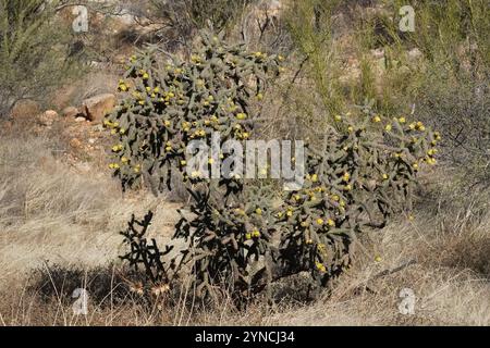 Walkingstock-Kakteen (Cylindropuntia imbricata spinosior) Stockfoto