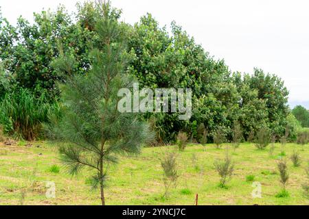 Leptospermum scoparium, auch manuka genannt, ist eine blühende Pflanzenart aus der myrtle-Familie Myrtaceae, die im Südosten Australiens und Neuen beheimatet ist Stockfoto