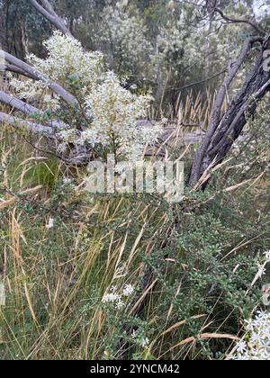 Australische Blackthorn (Bursaria spinosa) Stockfoto