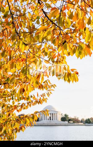 Jefferson Memorial mit Herbstlaub in Washington DC / WASHINGTON DC – Kirschbäume zeigen gelbes und oranges Herbstlaub entlang des Tidal Basin, wobei das Jefferson Memorial im Hintergrund zu sehen ist. Diese Bäume, ein Geschenk aus Japan im Jahr 1912, stehen im Mittelpunkt des jährlichen National Cherry Blossom Festival im Frühjahr. Das neoklassizistische Denkmal ist Thomas Jefferson, dem dritten US-Präsidenten, gewidmet. Stockfoto