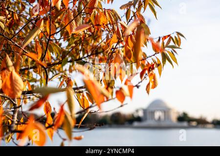 Jefferson Memorial mit Herbstlaub in Washington DC / WASHINGTON DC – Kirschbäume zeigen ihr Herbstlaub in Orange- und Gelbtönen entlang des Tidal Basin. Diese Bäume, ein Geschenk aus Japan aus dem Jahr 1912, bilden einen Rahmen für den Blick auf das Jefferson Memorial im Hintergrund. Das neoklassizistische Denkmal für Thomas Jefferson ist ein Wahrzeichen der National Mall. Stockfoto