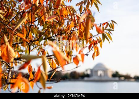 WASHINGTON DC, USA – Herbstlaub umrahmt das Jefferson Memorial über das Tidal Basin, wo Kirschbäume ihre Herbstfarben in Orange, Gelb und Braun zeigen. Das neoklassizistische Denkmal, das Thomas Jefferson 1943 gewidmet wurde, gehört zu den meistfotografierten Wahrzeichen Washingtons. Stockfoto