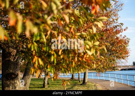 Gezeitenbecken mit Herbstkirschbäumen in Washington DC / WASHINGTON DC – Kirschbäumen entlang des Gezeitenbeckens zeigen ihr Herbstlaub in Orange- und Gelbtönen. Ursprünglich ein Geschenk aus Japan im Jahr 1912, sind die Bäume berühmt für ihre Frühlingsblüten, aber auch für die Herbstfarbe der National Mall. Stockfoto
