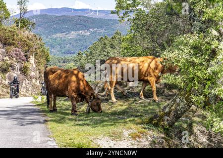 Die Cachena-Kuh im Nationalpark Peneda-Geres in Nordportugal. Es handelt sich um eine traditionelle portugiesische Bergrinderrasse, die sich hervorragend für ihr Fleisch und ihre Tracti eignet Stockfoto