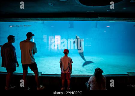 National Aquarium Dolphin Exhibit Baltimore // BALTIMORE, Maryland – Delfine sind durch ein Unterwasserfenster im Marine Mammal Pavilion des National Aquarium in Baltimore zu sehen. Die Delfinausstellung im National Aquarium verfügt über große Acrylfenster, die es Besuchern ermöglichen, Atlantische große Tümmler beim Schwimmen in ihrem Lebensraum zu beobachten. Der Marine Mammal Pavilion, der mit dem Hauptaquariumgebäude verbunden ist, beherbergt die Delfinkolonie und bietet informative Präsentationen über den Schutz von Meeressäugetieren. Das National Aquarium, das sich im Inner Harbor von Baltimore befindet, ist eines der Nationalen Aquarien Stockfoto