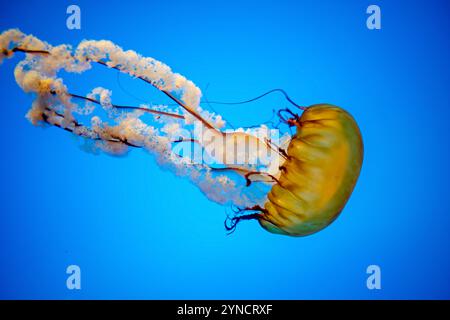 Pacific Sea Nettle Jellyfish National Aquarium Baltimore // BALTIMORE, Vereinigte Staaten — Eine Pacific Sea Nettle (Chrysaora fuscescens) Qualle schwimmt anmutig in ihrem beleuchteten Tank an der Ausstellung „Jellies Invasion“ des National Aquariums in Baltimore, Maryland. Diese markante Art mit ihrer markanten orangen Glocke und langen, nachlaufenden Tentakeln ist eine von acht Quallen-Arten, die in der Dauerausstellung gezeigt werden. Die speziellen zylindrischen Becken des Aquariums sind so konzipiert, dass sanfte Kreisströmungen erzeugt werden, die es diesen empfindlichen Kreaturen ermöglichen, ihre natürlichen Bewegungsmuster zu zeigen. Stockfoto