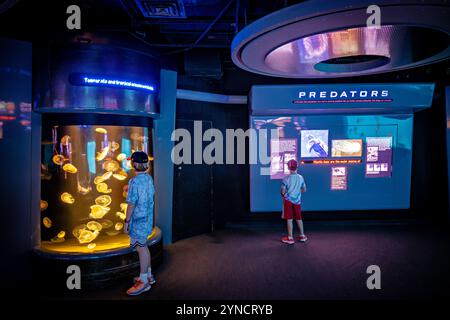 National Aquarium Jellyfish Exhibit Baltimore // BALTIMORE, Vereinigte Staaten — die Ausstellung „Jellies Invasion: Oceans Out of Balance“ im National Aquarium in Baltimore zeigt verschiedene Quallenarten in beleuchteten Tanks. Die Dauerausstellung zeigt, wie Quallenpopulationen in vielen Teilen der Weltmeere aufgrund von Umweltveränderungen wie Verschmutzung, Klimawandel und Überfischung gedeihen. Die Ausstellung dient sowohl als Aufklärungsinstrument über Meeresökosysteme als auch als Warnung vor den Folgen des Ungleichgewichts der Ozeane. Stockfoto
