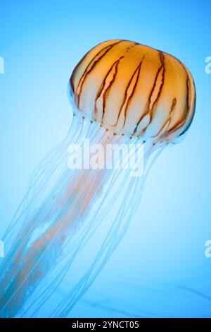 BALTIMORE, Maryland, USA – Japanische Seekessel (Chrysaora pacifica) schwimmen anmutig in ihrem speziellen Tank im National Aquarium. Diese Quallen, die in den Gewässern um Japan und andere Teile des westlichen Pazifiks beheimatet sind, sind für ihre charakteristischen langen Tentakeln und lichtdurchlässigen Glocken bekannt. Die sorgfältig gestalteten Exponate des Aquariums zeigen diese empfindlichen Kreaturen in einer Umgebung, die ihren natürlichen Lebensraum nachahmt. Stockfoto