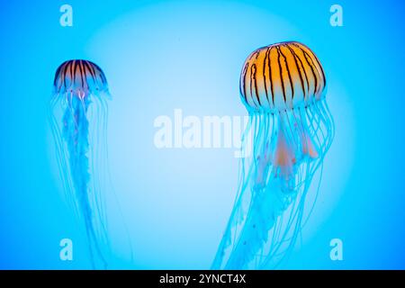 BALTIMORE, Maryland, USA – Japanische Seekessel (Chrysaora pacifica) schwimmen anmutig in ihrem speziellen Tank im National Aquarium. Diese Quallen, die in den Gewässern um Japan und andere Teile des westlichen Pazifiks beheimatet sind, sind für ihre charakteristischen langen Tentakeln und lichtdurchlässigen Glocken bekannt. Die sorgfältig gestalteten Exponate des Aquariums zeigen diese empfindlichen Kreaturen in einer Umgebung, die ihren natürlichen Lebensraum nachahmt. Stockfoto