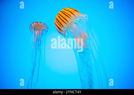 BALTIMORE, Maryland, USA – Japanische Seekessel (Chrysaora pacifica) schwimmen anmutig in ihrem speziellen Tank im National Aquarium. Diese Quallen, die in den Gewässern um Japan und andere Teile des westlichen Pazifiks beheimatet sind, sind für ihre charakteristischen langen Tentakeln und lichtdurchlässigen Glocken bekannt. Die sorgfältig gestalteten Exponate des Aquariums zeigen diese empfindlichen Kreaturen in einer Umgebung, die ihren natürlichen Lebensraum nachahmt. Stockfoto