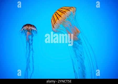 BALTIMORE, Maryland, USA – Japanische Seekessel (Chrysaora pacifica) schwimmen anmutig in ihrem speziellen Tank im National Aquarium. Diese Quallen, die in den Gewässern um Japan und andere Teile des westlichen Pazifiks beheimatet sind, sind für ihre charakteristischen langen Tentakeln und lichtdurchlässigen Glocken bekannt. Die sorgfältig gestalteten Exponate des Aquariums zeigen diese empfindlichen Kreaturen in einer Umgebung, die ihren natürlichen Lebensraum nachahmt. Stockfoto