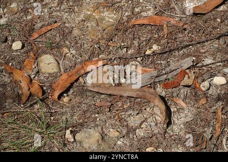 Gelb gestreifter Jäger (Austrogomphus guerini) Stockfoto