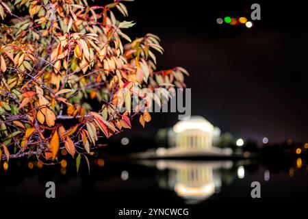 Jefferson Memorial mit Herbstkirschbaumlaub in Washington DC / WASHINGTON DC – das Herbstlaub von Yoshino Kirschbäumen wird nachts entlang des Tidal Basin gesehen, wobei sich das Jefferson Memorial im Wasser spiegelt. Diese Bäume sind Teil des japanischen Geschenkes aus dem Jahr 1912 und sind berühmt für ihre Frühlingsblüten, zeigen aber auch orange und gelbe Farben im Herbst. Stockfoto