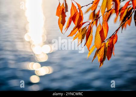 Herbstkirschbaum Blätter am Tidal Basin in Washington DC / WASHINGTON DC – die Blätter eines Kirschbaums zeigen herbstliche Farben entlang des Tidal Basin. Die Yoshino-Kirschbäume sind zwar für ihre Frühlingsblüten bekannt, bieten aber auch saisonales Laub gegen das Wasser. Die Bäume waren ursprünglich ein Geschenk aus Japan im Jahr 1912. Stockfoto