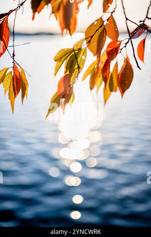 WASHINGTON DC, USA – die Kirschbäume der Yoshino zeigen ihre herbstlichen Farben entlang des Tidal Basin. Dieselben Bäume, die für ihre Frühlingskirschblüten berühmt sind, verwandeln sich im Herbst in leuchtende Orange- und Gelbtöne. Diese saisonale Ausstellung bietet eine andere Perspektive auf Washingtons gefeierte Kirschbäume. Stockfoto