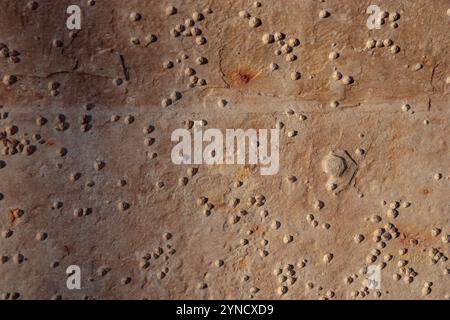 Der Boden des Bootes ist mit Acorn-Nakeln (Semibalanus balanoides) bedeckt, die abgeschabt, gereinigt und mit Antifouling-Farbe für Yachten beschichtet werden können, M Stockfoto