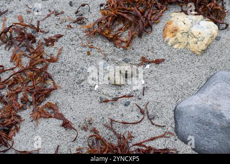 Austernfischer, Gelege, Nest, Ei, Eier, Gut getarnt zwischen Steinen am Strand, Austern-Fischer, Haematopus ostralegus, Austernfischer, Eurasische Auster Stockfoto