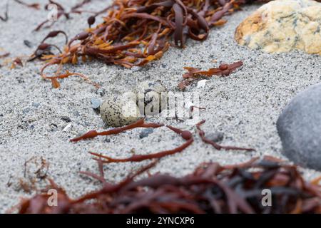 Austernfischer, Gelege, Nest, Ei, Eier, Gut getarnt zwischen Steinen am Strand, Austern-Fischer, Haematopus ostralegus, Austernfischer, Eurasische Auster Stockfoto