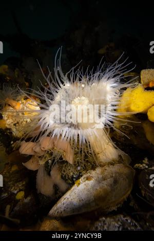 Kurze Plumose Anemone, Metridium dianthus, am Dock in der Shilshole Bay Marina am Pugest Sound, Seattle, Washington State, USA Stockfoto