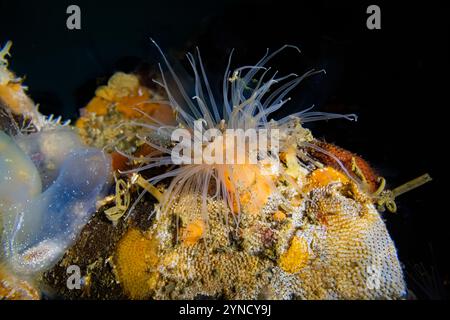 Kurze Plumose Anemone, Metridium dianthus, mit Derby hat Bryozoan, am Dock in der Shilshole Bay Marina am Pugest Sound, Seattle, Washington State, USA Stockfoto