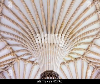 Detail des Innenraums des Chapter House in der Wells Cathedral Somerset England UK, das einen Teil der achteckigen gewölbten Decke zeigt. Stockfoto