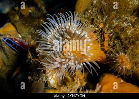 Kurze Plumose Anemone, Metridium dianthus, am Dock in der Shilshole Bay Marina am Pugest Sound, Seattle, Washington State, USA Stockfoto