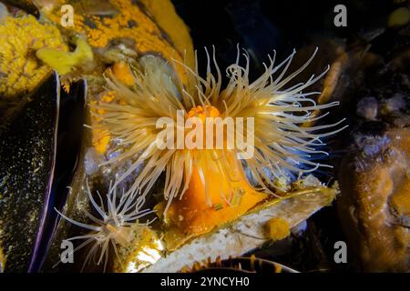 Kurze Plumose Anemone, Metridium dianthus, am Dock in der Shilshole Bay Marina am Pugest Sound, Seattle, Washington State, USA Stockfoto