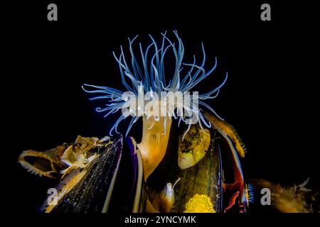 Kurze Plumose Anemone, Metridium dianthus, mit Muscheln am Dock in der Shilshole Bay Marina am Pugest Sound, Seattle, Washington State, USA Stockfoto