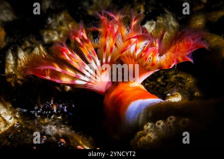 Rotrompete Kalkröhrenwurm, Serpula columbiana, in der Shilshole Bay Marina am Pugest Sound, Seattle, Washington State, USA Stockfoto