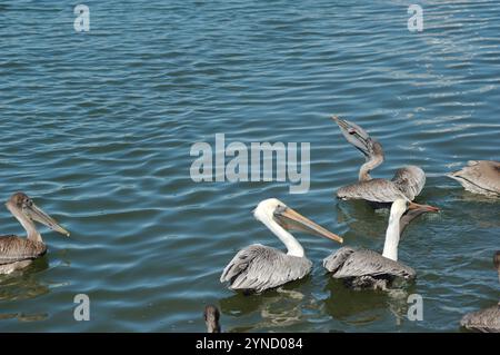 Vier plus isolierte braune Pelicaner in der unteren Hälfte in ruhigem, flachem Wasser. Reflexion von Vögeln in kleinen Wellen. Horizontaler Blick in das Bucht-Wasser. In Flor Stockfoto