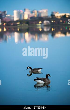 Stallard Ducks Tidal Basin Rosslyn Skyline Washington DC // WASHINGTON DC — zwei Stockenten schweben auf den ruhigen Gewässern des Tidal Basin, bevor die Skyline von Rosslyn, Arlington, in der Ferne sichtbar ist. Die Silhouette der Wasservögel schafft eine friedliche Szene vor dem stillen Wasser, während das erste Licht beginnt, die städtische Landschaft zu beleuchten. Das Tidal Basin, ein Teil des West Potomac Park, ist sowohl ein wichtiges Erholungsgebiet in der Hauptstadt des Landes als auch ein Lebensraum für verschiedene Tierarten. Rosslyns unverwechselbare Hochhäuser bilden eine erkennbare Kulisse über dem Potomac Rive Stockfoto
